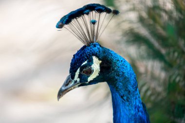 Peacock or Indian Peafowl. clipart