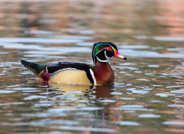 Carolina ahşap ördek