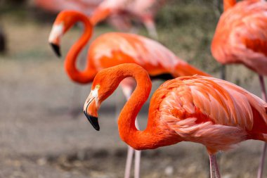 Flamingolar veya flamingolar.