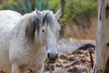 Mustang Meksika gezici vahşi at.