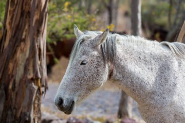 Mustang Meksika gezici vahşi at.