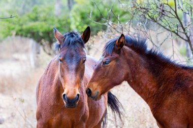 Mustang Meksika gezici vahşi at.