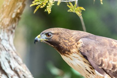 Kırmızı kuyruklu şahin.