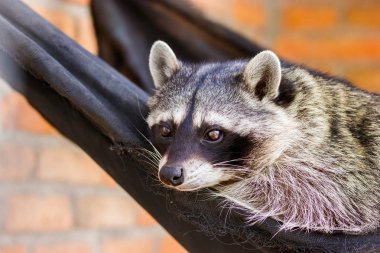 Rakun kimden Meksika.