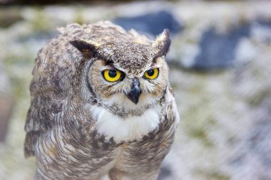 Büyük Boynuzlu Baykuş.