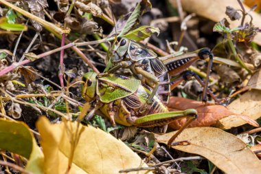 Queretaro Meksika 'da çekilen çim biçme makineleri fotoğrafları tarlalarda bolca bulunur..
