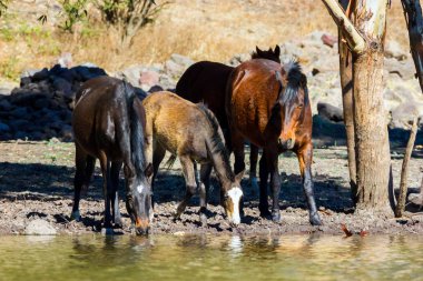 Mustang Meksika gezici vahşi at.