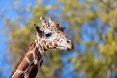 Zürafalar baş ve gözler kapat.