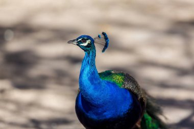 Tavus kuşu veya Hint bezelye kümes.