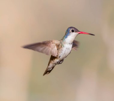 Mor taç sinek kuşu.