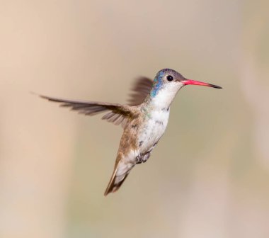 Mor taç sinek kuşu.