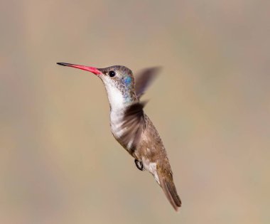 Mor taç sinek kuşu.