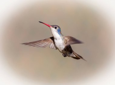 Mor taç sinek kuşu.