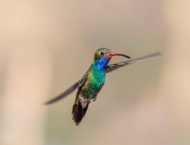 geniş fatura sinek kuşu.