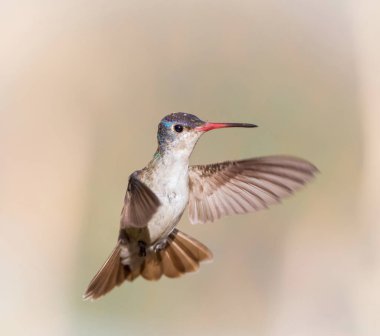 Mor taç sinek kuşu.