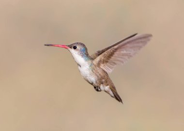 Mor taç sinek kuşu.