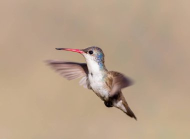 Mor taç sinek kuşu.