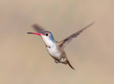 Mor taç sinek kuşu.