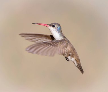 Mor taç sinek kuşu.