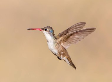 Mor taç sinek kuşu.