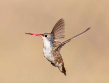 Mor taç sinek kuşu.