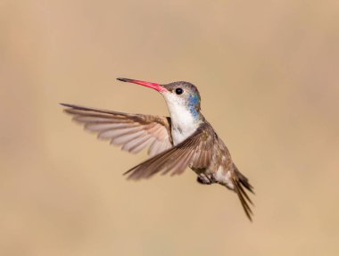 Mor taç sinek kuşu.