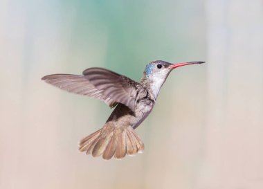 Mor taç sinek kuşu.