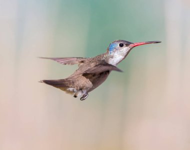 Mor taç sinek kuşu.