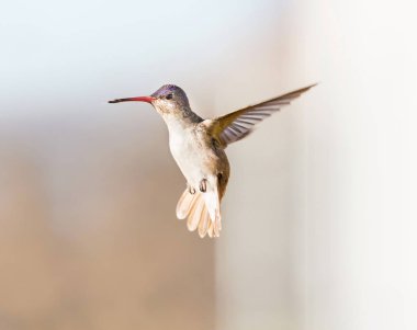 Mor taç sinek kuşu.