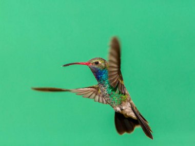 geniş fatura sinek kuşu.