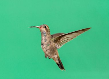 geniş fatura sinek kuşu.