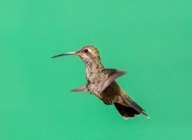 geniş fatura sinek kuşu.