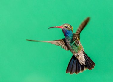 geniş fatura sinek kuşu.