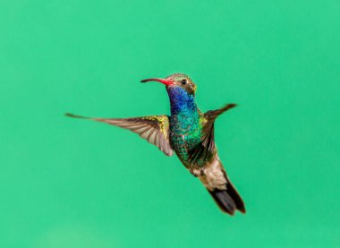 geniş fatura sinek kuşu.