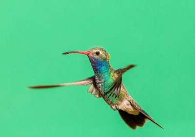 Geniş fatura sinek kuşu. Farklı kullanarak yeni benim sinek kuşu sanat koleksiyonunun parçası malzeme bir tür bir görüntü oluşturmak için arka planda desenli. Önümüzdeki haftalarda yeni kullanılabilir arka planlar.