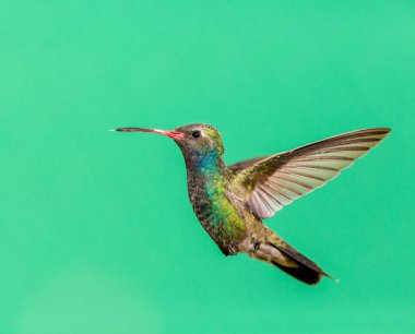 geniş fatura sinek kuşu.