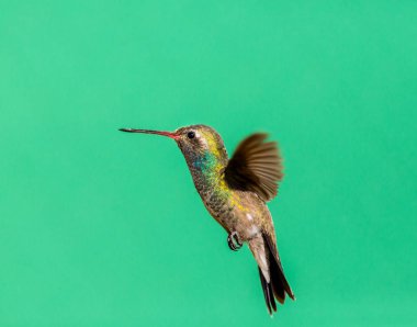 Geniş fatura sinek kuşu. Farklı kullanarak yeni benim sinek kuşu sanat koleksiyonunun parçası malzeme bir tür bir görüntü oluşturmak için arka planda desenli. Önümüzdeki haftalarda yeni kullanılabilir arka planlar.