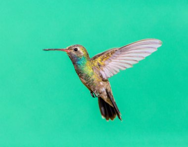 geniş fatura sinek kuşu.