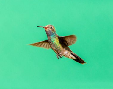 geniş fatura sinek kuşu.