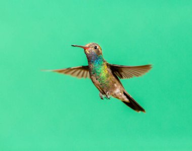 Geniş fatura sinek kuşu. Farklı kullanarak yeni benim sinek kuşu sanat koleksiyonunun parçası malzeme bir tür bir görüntü oluşturmak için arka planda desenli. Önümüzdeki haftalarda yeni kullanılabilir arka planlar.