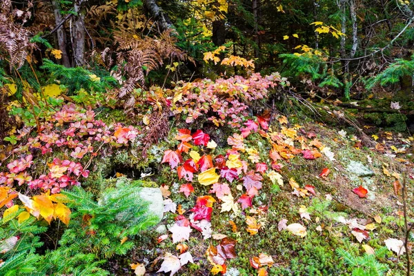 Autumnn barvy v severní provincii Quebec, Kanada. — Stock fotografie