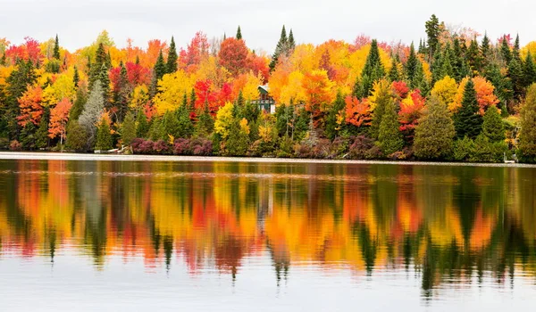 Autumnn renkler Kuzey Quebec, Kanada.