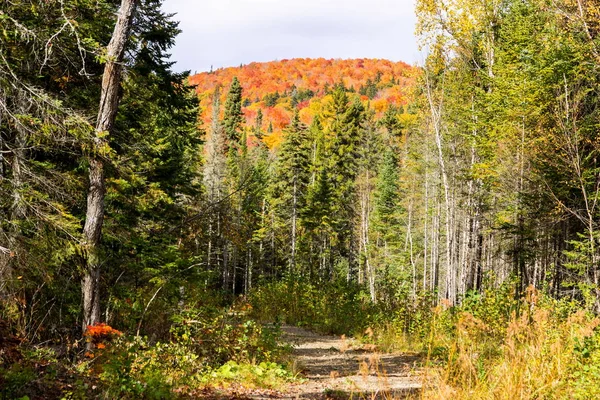 Herbstfarben im nördlichen Quebec, Kanada. — Stockfoto