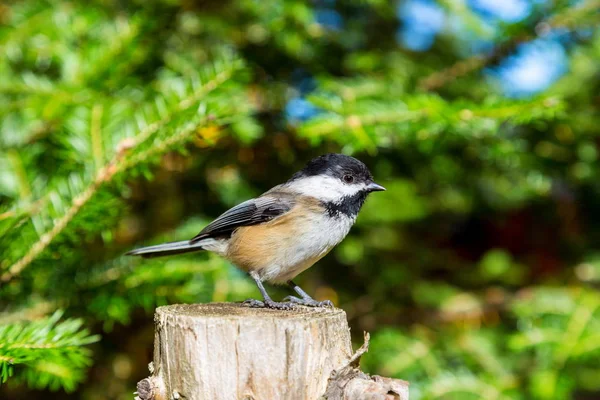 Poladee Con Gorra Negra Otoño Empieza Afectar País Cabaña Norte —  Fotos de Stock