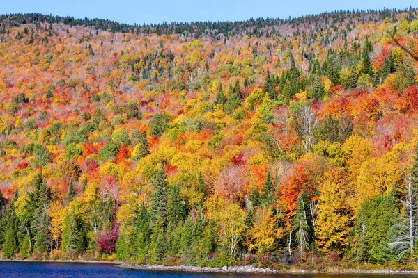 Autumnn színek északi Quebec, Kanada. — Stock Fotó
