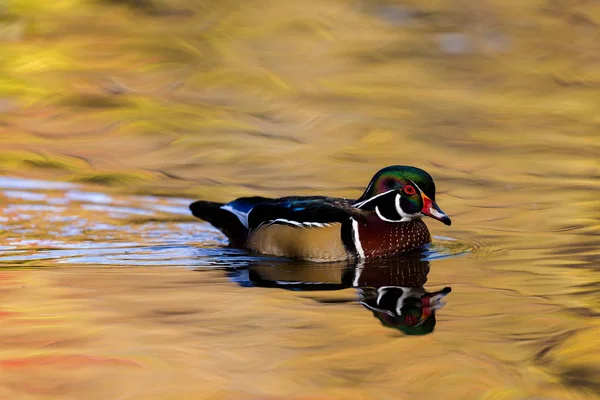 Carolina hout duck — Stockfoto