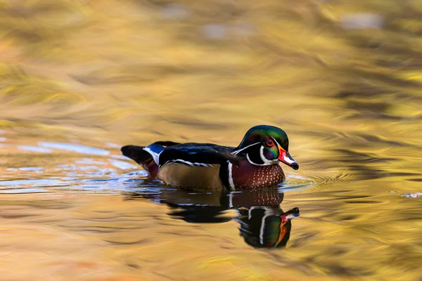 Pato de madera de carolina — Foto de Stock