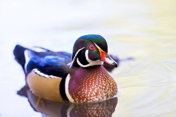 Carolina wood Duck — Stock Photo, Image