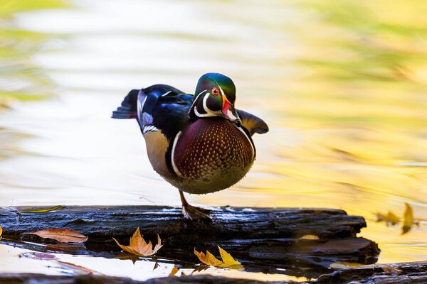 Carolina wood duck

