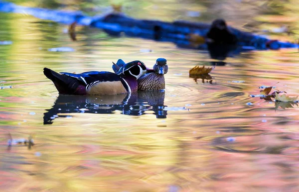 Carolina wood Duck